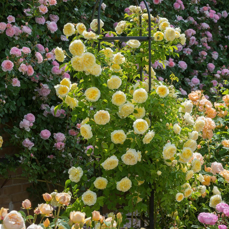 The Pilgrim - David Austin Rose - Image 7