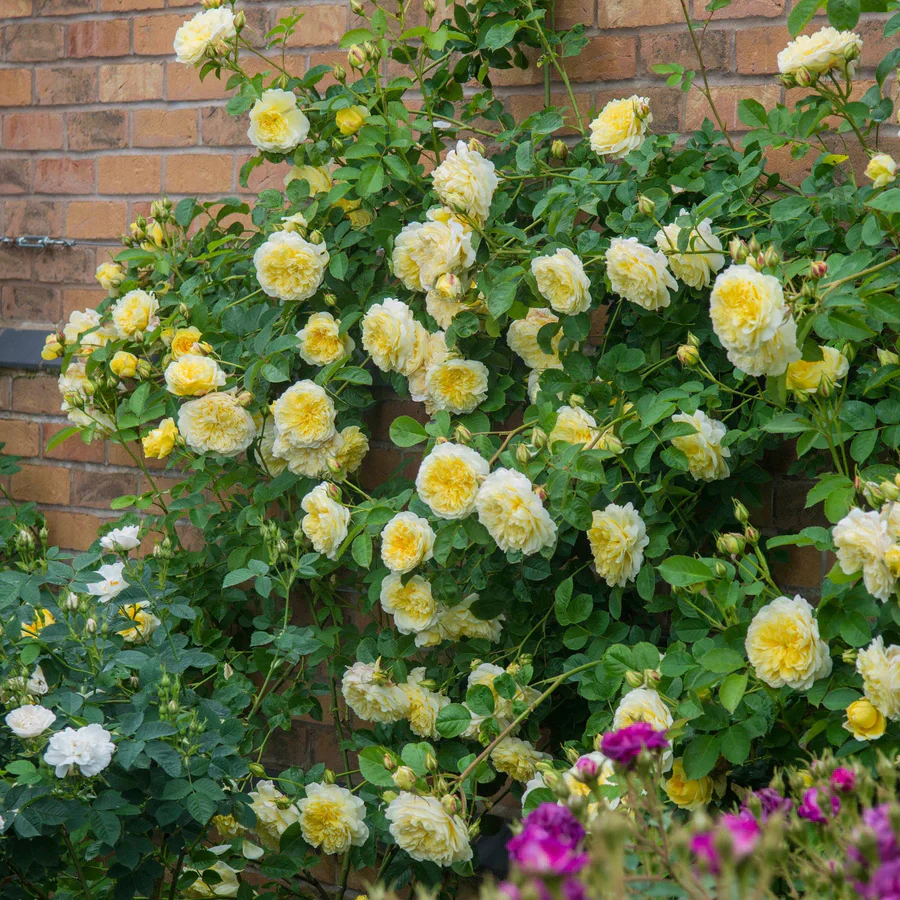 The Pilgrim - David Austin Rose - Image 8