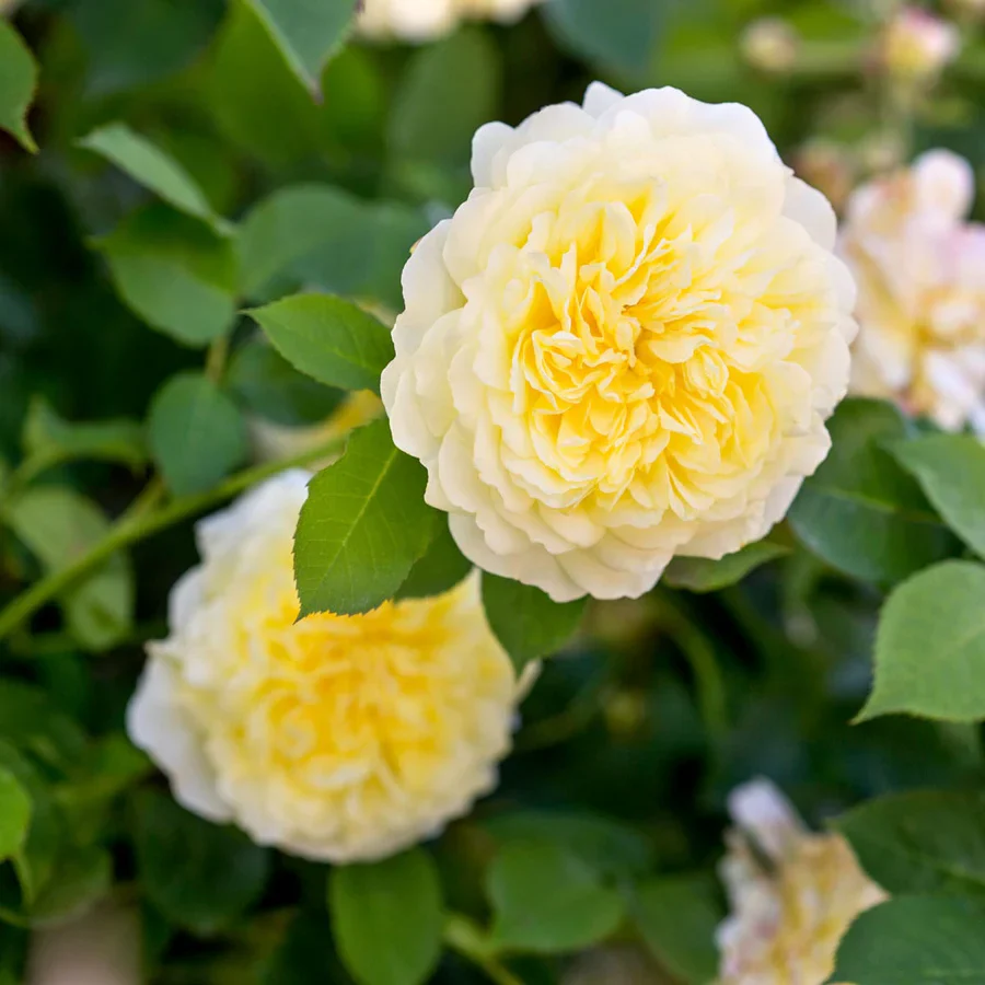 The Pilgrim - David Austin Rose - Image 9