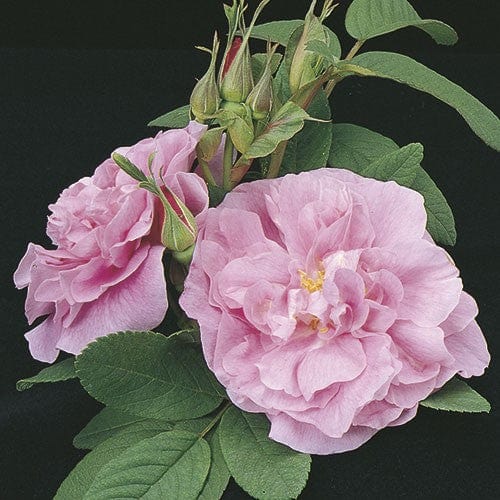 Therese Bugnet - Weeks Rose