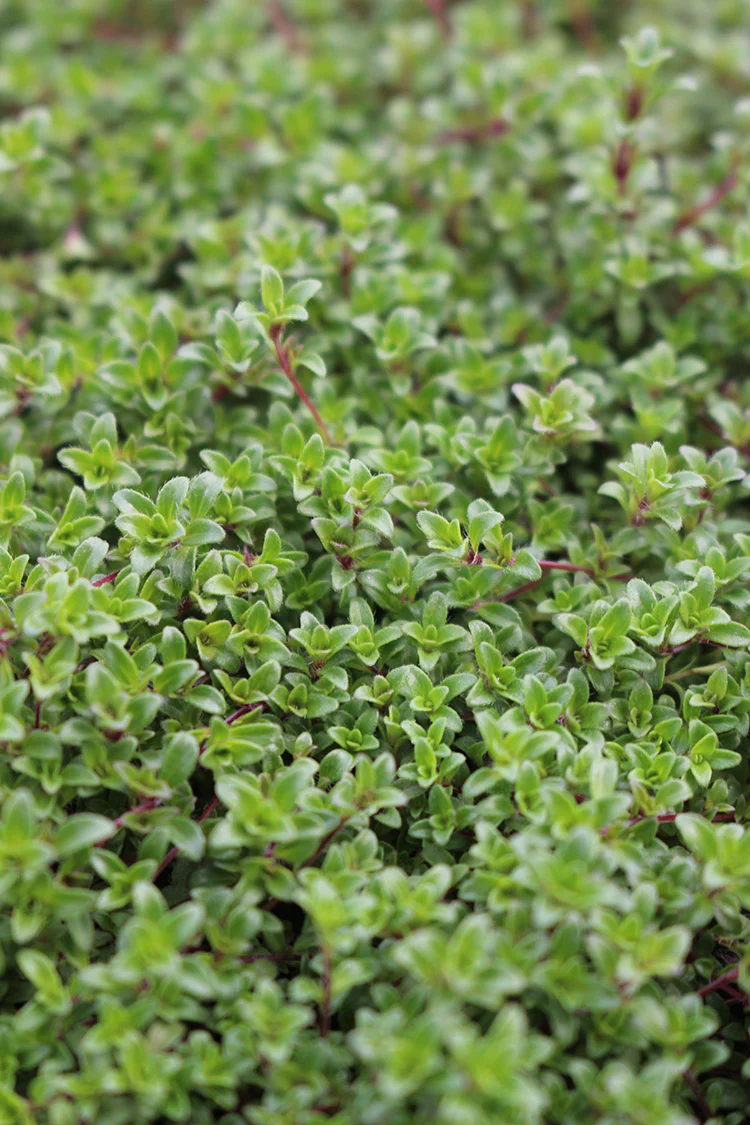 Thyme - Praecox Coccineus, 1 Pack - Image 2
