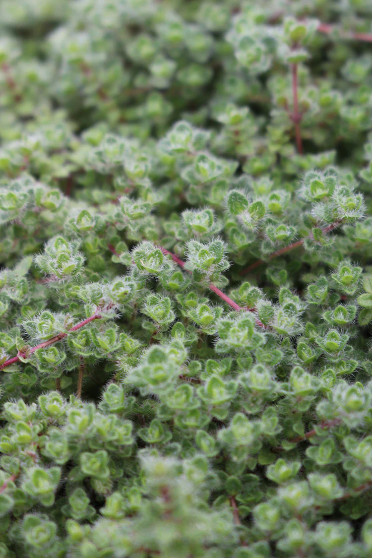 Thyme - Wooly Thyme, 1 Pack - Image 2
