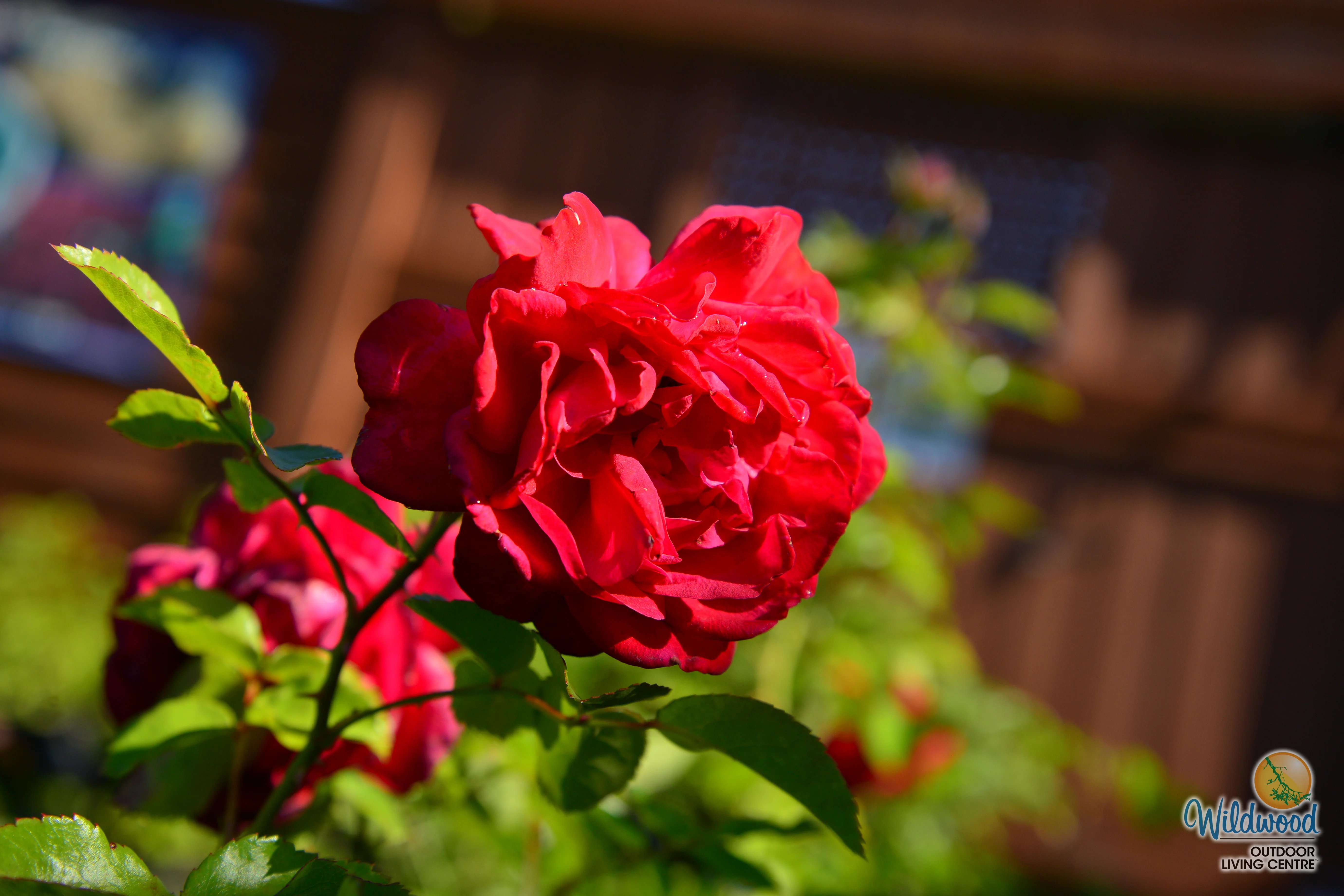 Tiamo - Kordes® Roses - Image 4