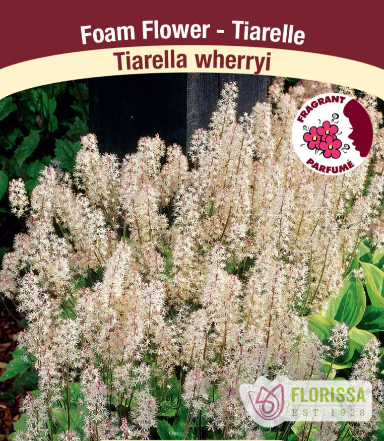 Tiarella wherryi, 1 Pack