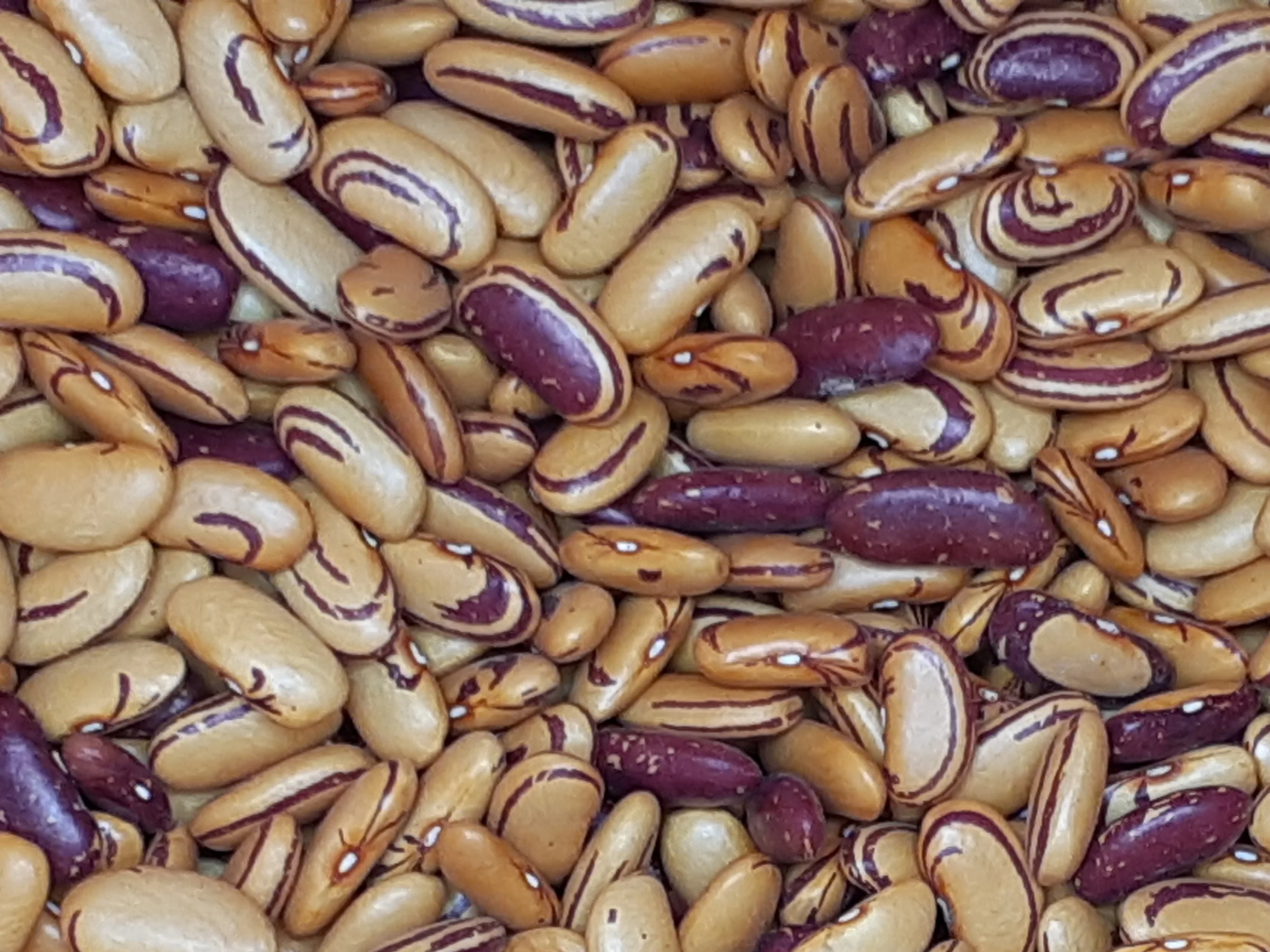 Bean Tiger Eye Bush - Saanich Organics