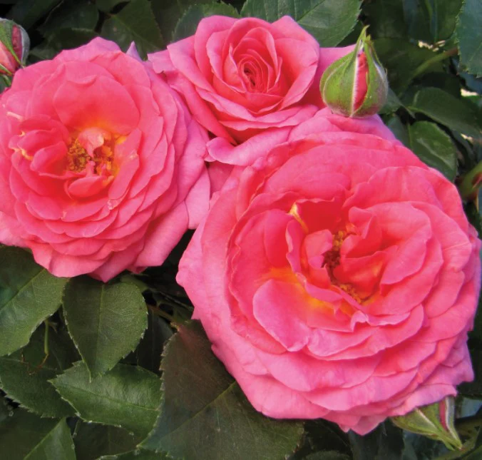 Time After Time - Weeks Rose