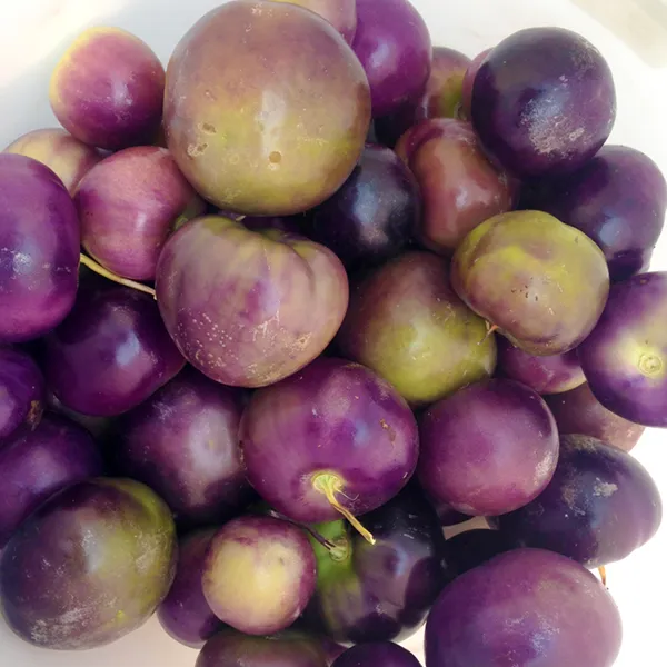 Tomatillo Purple De Milpa - Saanich Organics
