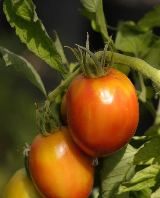 Organic Tomato Amish Paste - West Coast Seeds - Image 2
