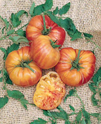 Tomato Big Rainbow International - Aimers Seeds - Image 2