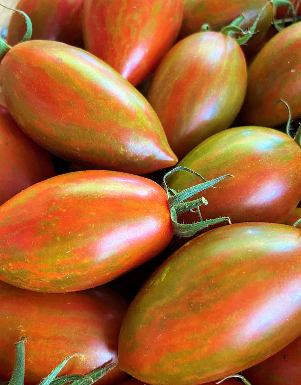 Tomato Bronze Torch - Renee's Garden - Image 2
