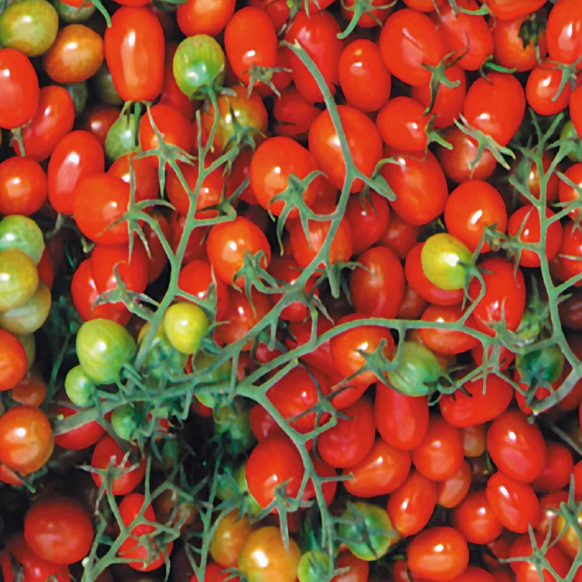 Tomato Cherry Roma - McKenzie Seeds - Image 2