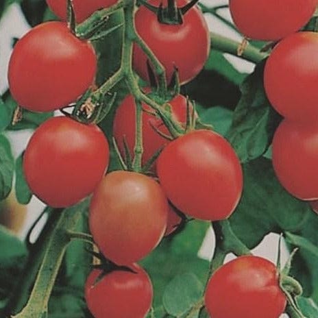Organic Tomato Gardener's Delight - Metchosin Farm Seeds