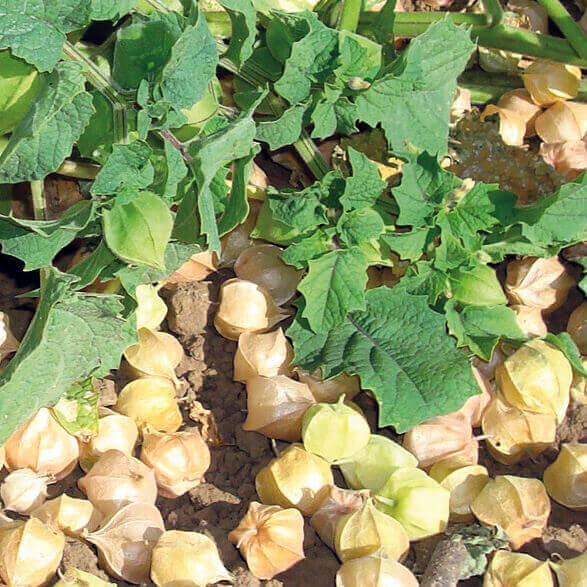 Tomato Ground Cherry Husk - Ontario Seed Company