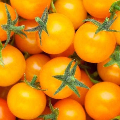 Organic Tomato Honey Cherry - Metchosin Farm Seeds