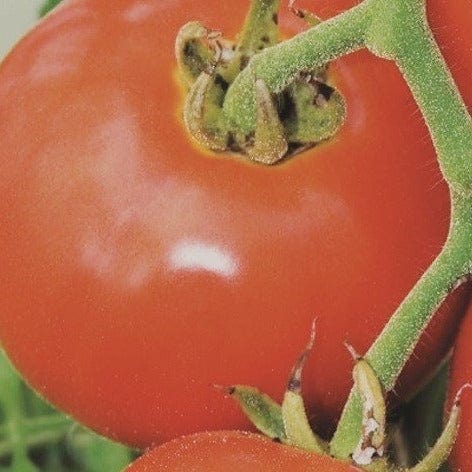 Organic Tomato Manitoba - Metchosin Farm Seeds