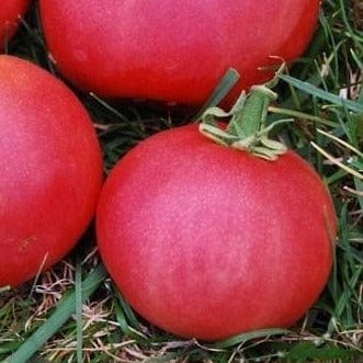 Organic Tomato Metchosin Pink - Metchosin Farm Seeds