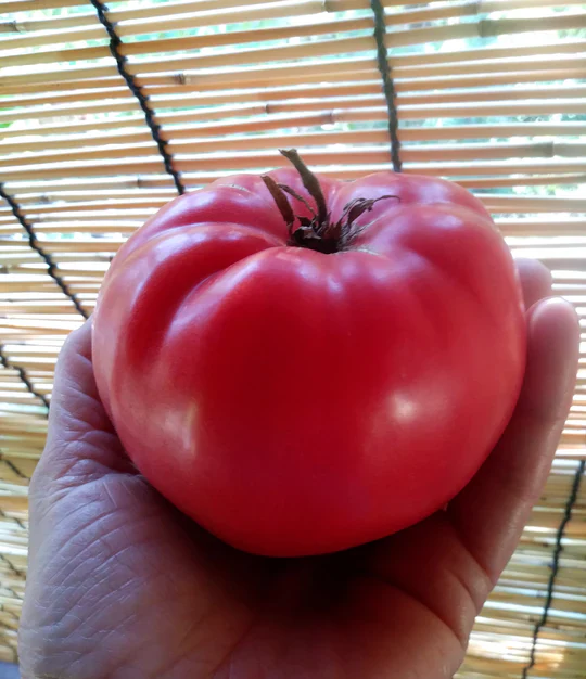 Tomato Nile River Egyptian Ancient Tomato - Eagleridge Seeds