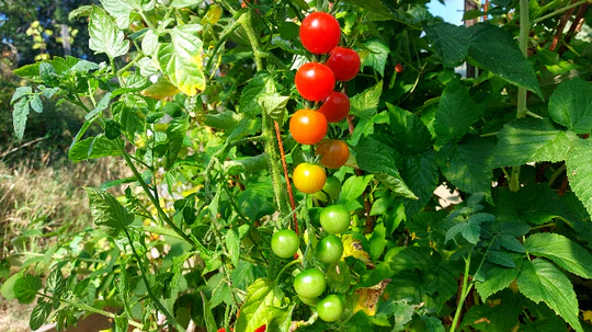 Tomato Patio Orange Cherry - Eagleridge Seeds