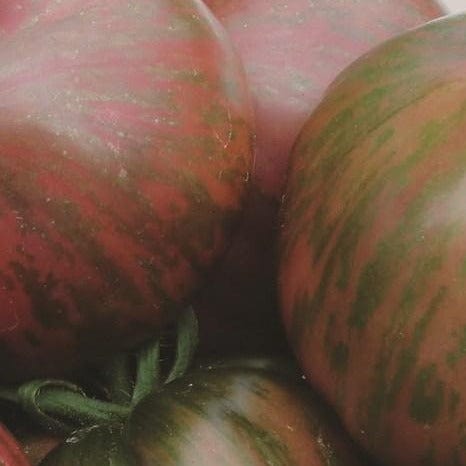 Organic Tomato Pink Berkeley Beefsteak - Metchosin Farm Seeds