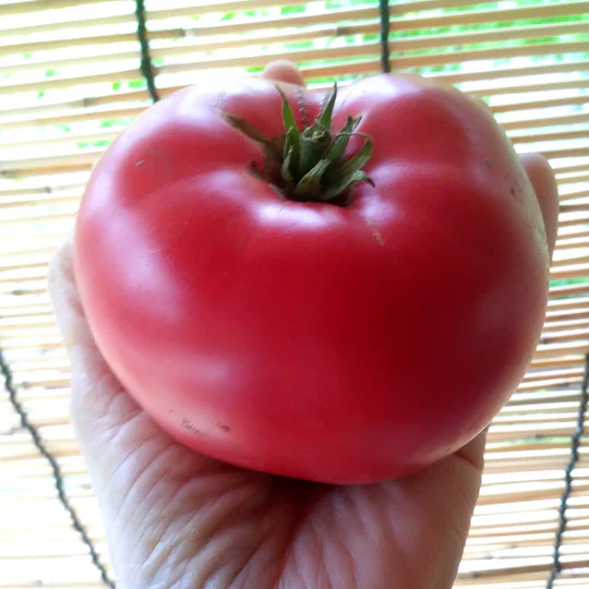 Tomato Pink Brandywine - Eagleridge Seeds