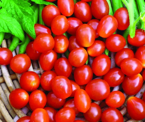 Tomato Principe Borghese International - Aimers Seeds - Image 2