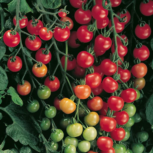 Tomato Supersweet - West Coast Seeds - Image 2