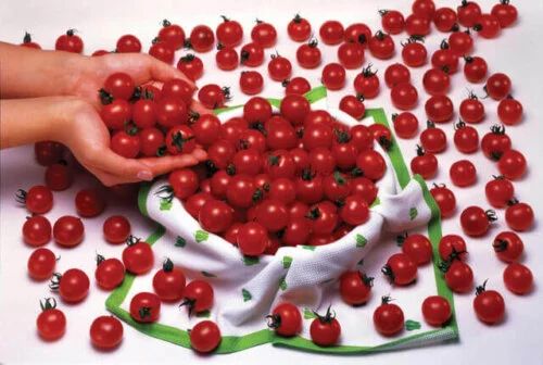 Tomato Sweet Million Hybrid International - Aimers Seeds - Image 2