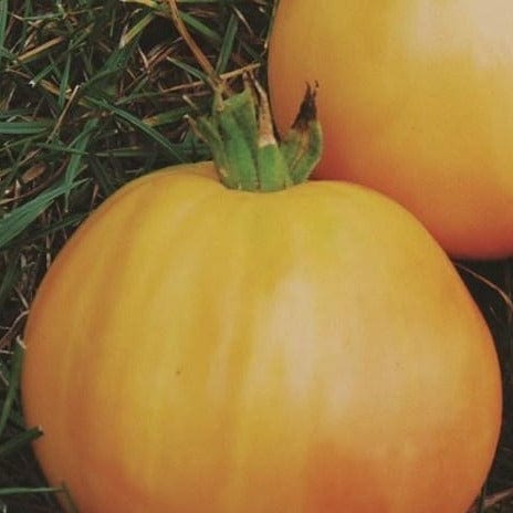 Organic Tomato Taxi - Metchosin Farm Seeds