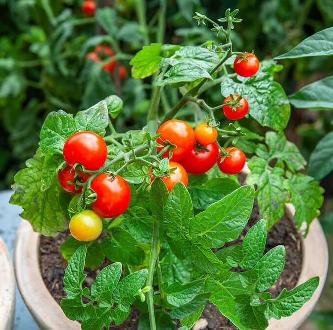 Tomato Tiny Tim - Ontario Seed Company