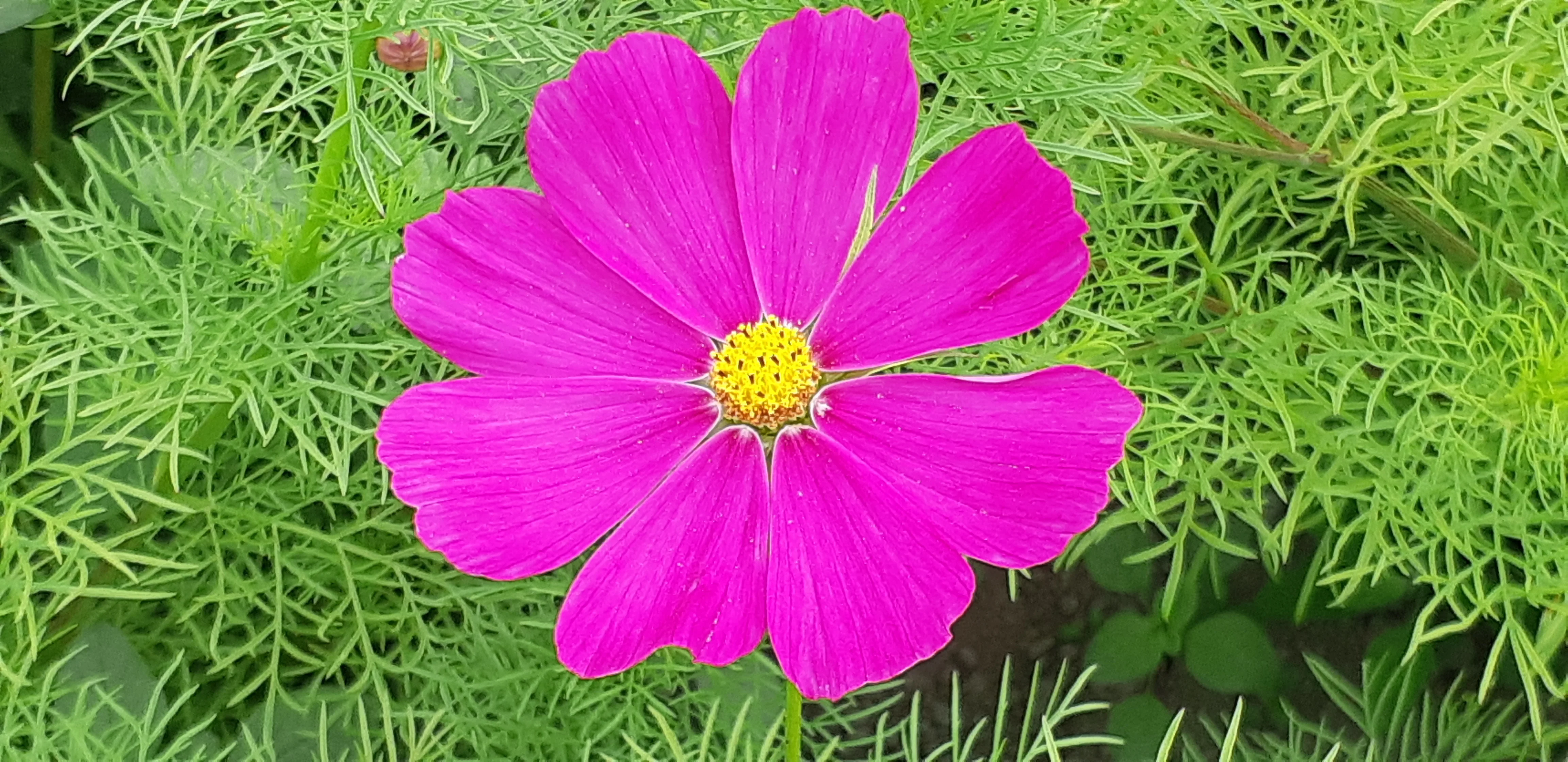 Cosmos Sensation Mix - Saanich Organics - Image 2
