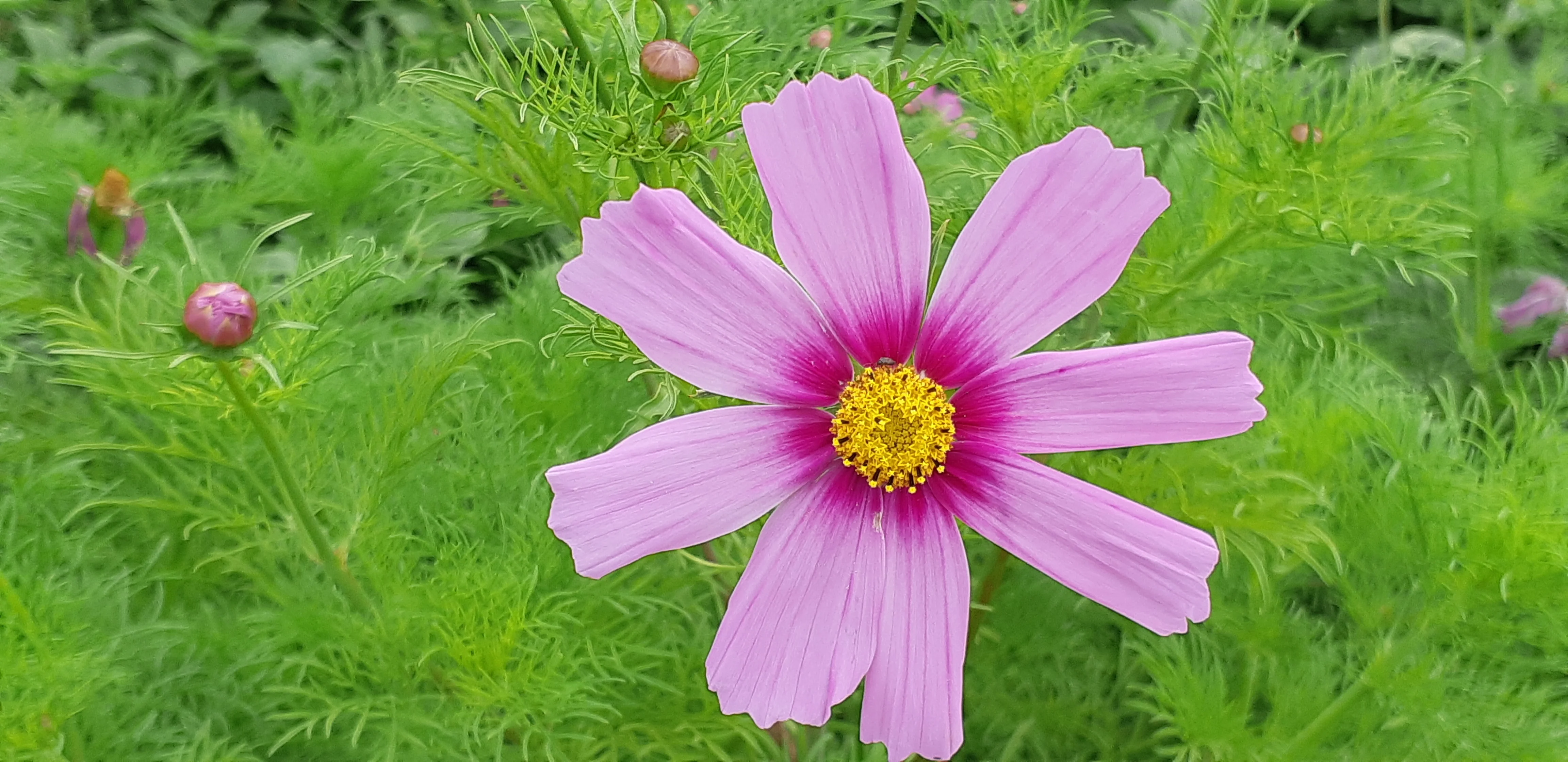 Cosmos Sensation Mix - Saanich Organics - Image 3