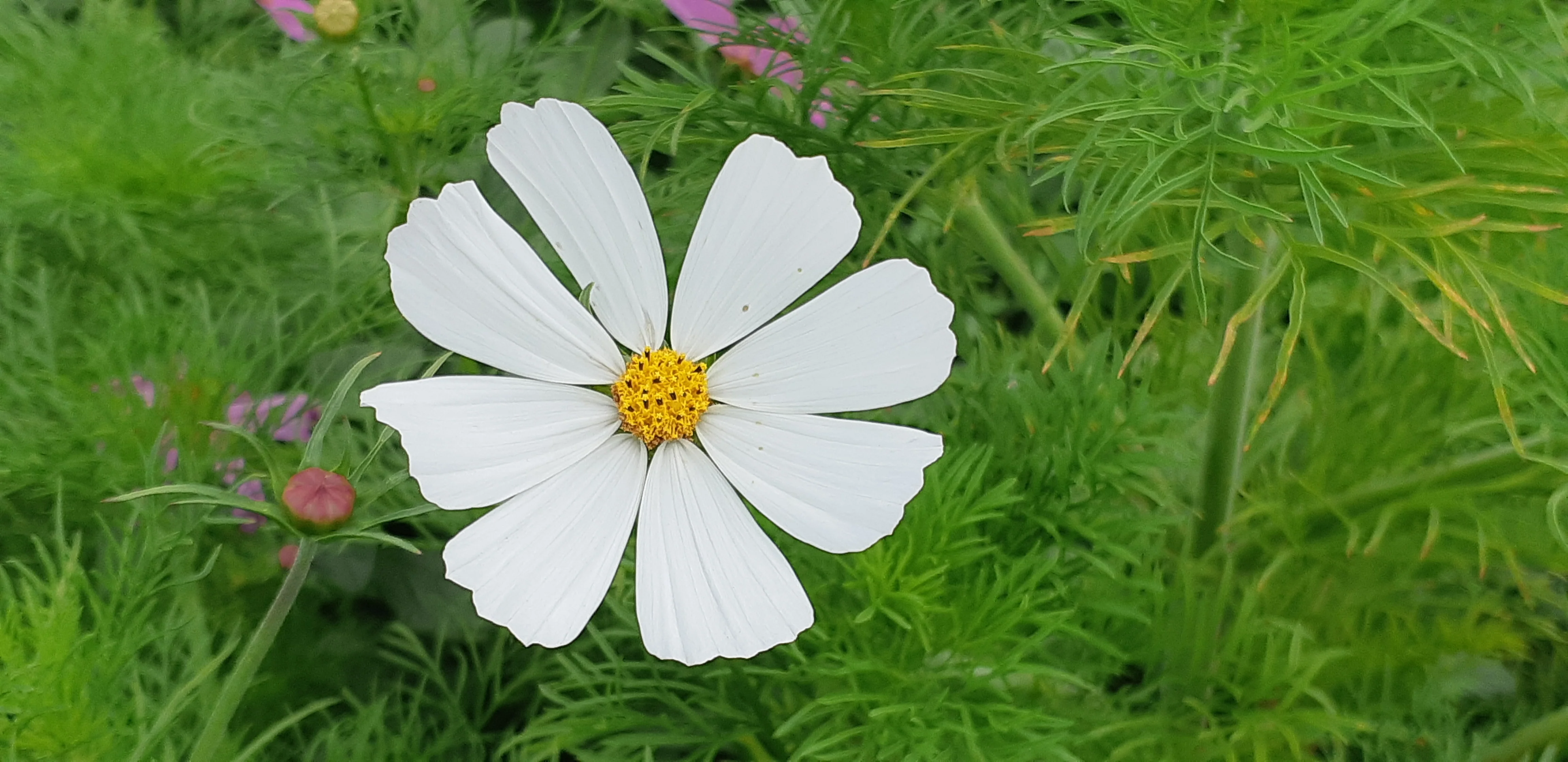 Cosmos Sensation Mix - Saanich Organics - Image 4