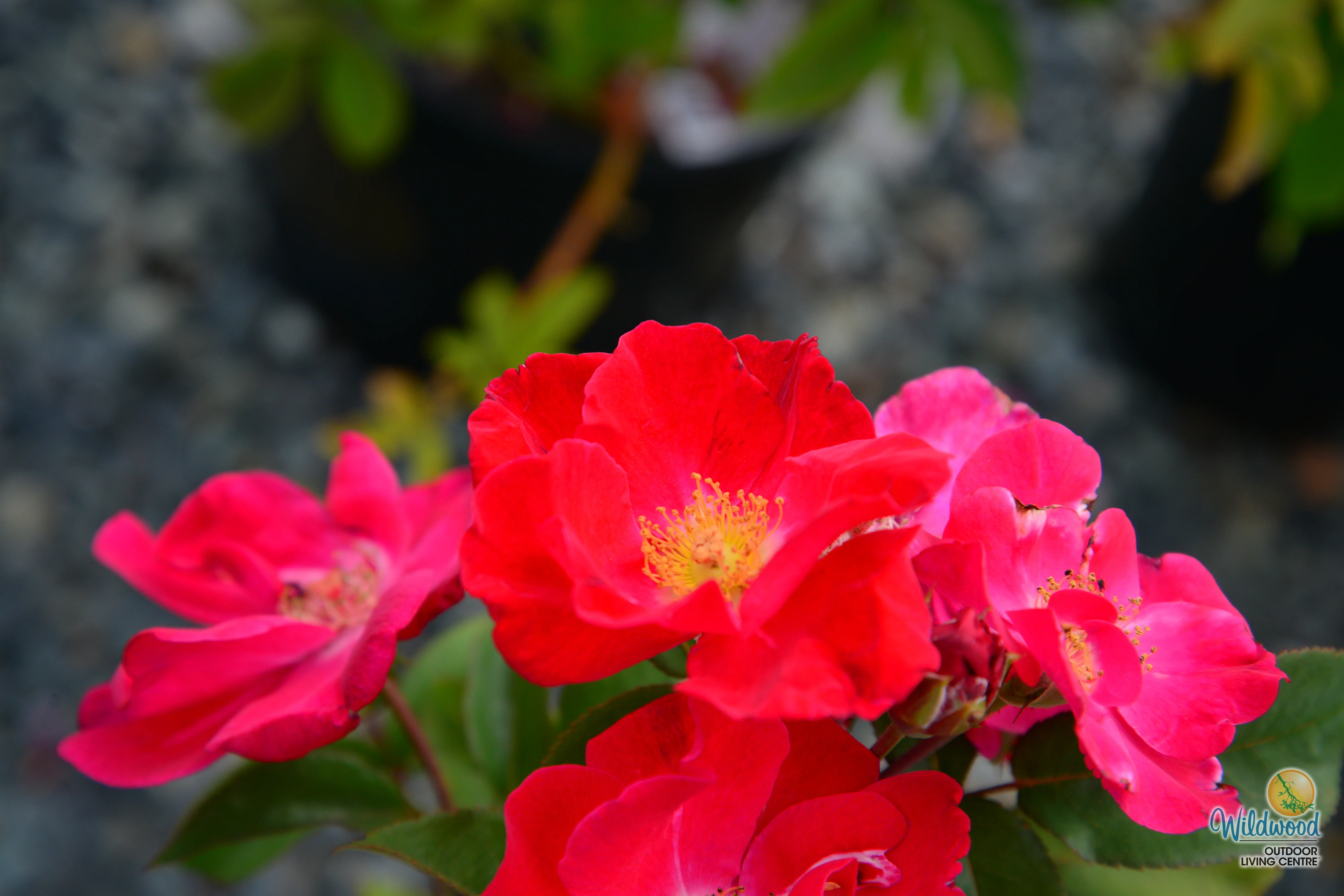 Top Gun - Weeks Rose - Image 10