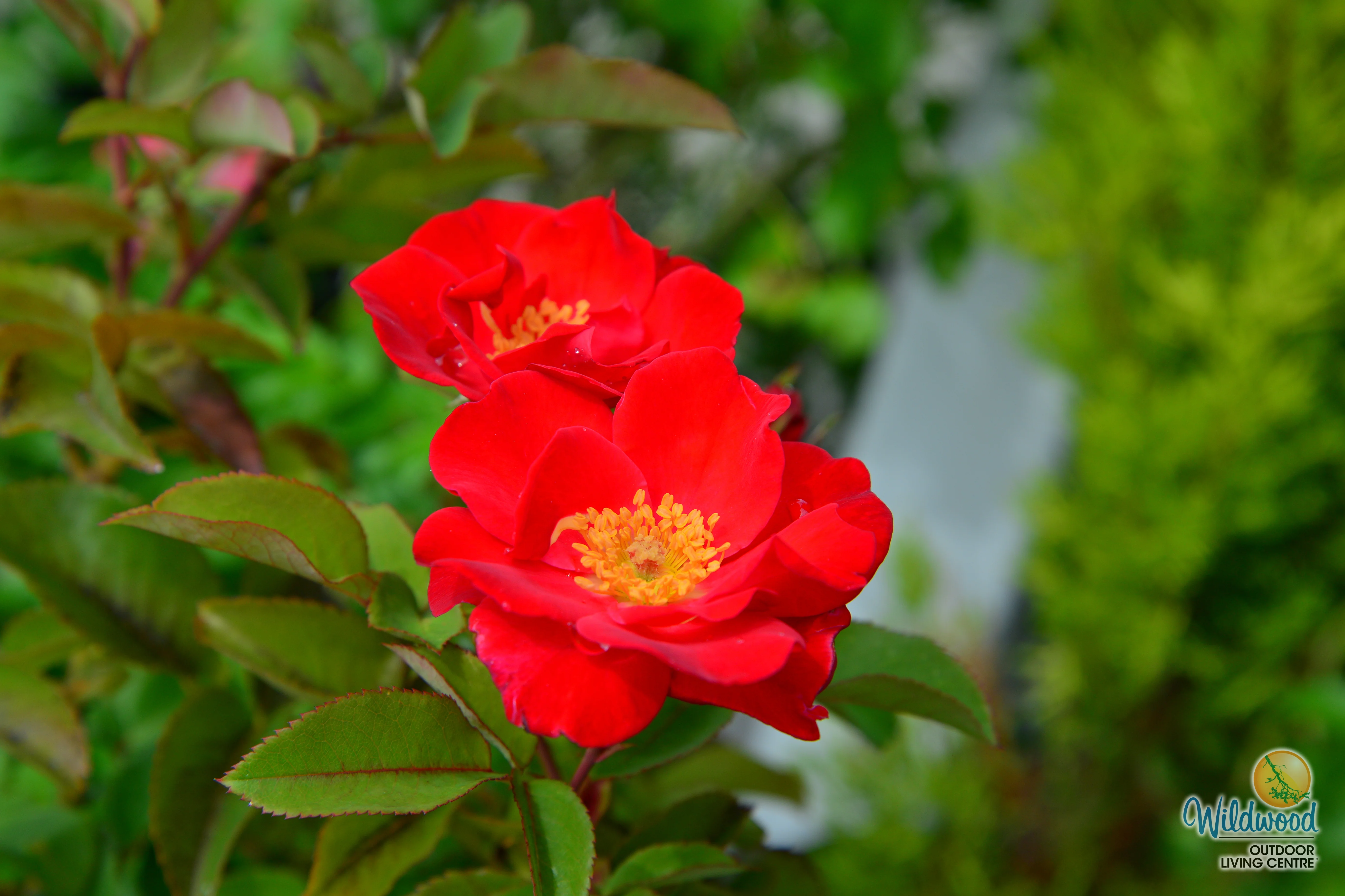 Top Gun - Weeks Rose - Image 11
