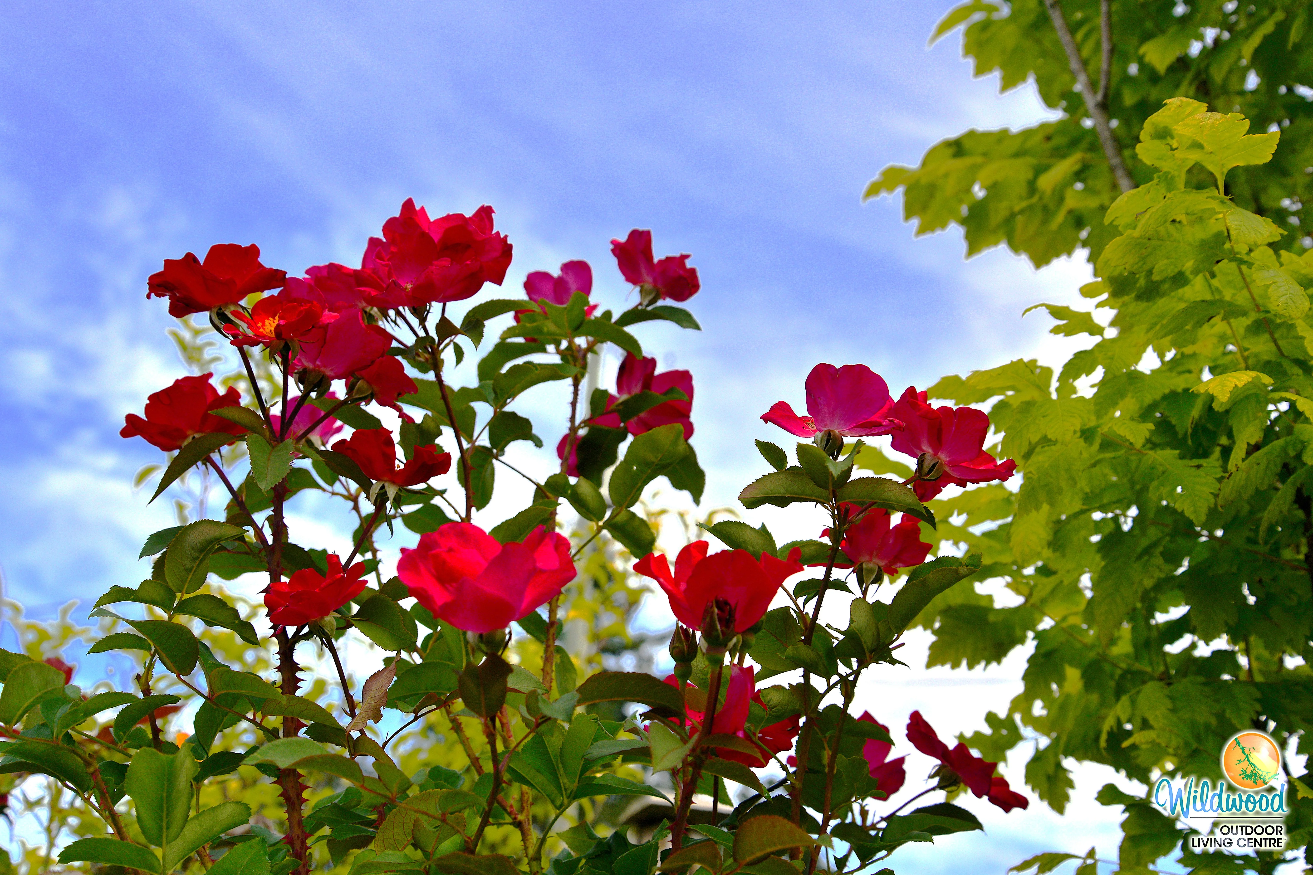 Top Gun - Weeks Rose - Image 12
