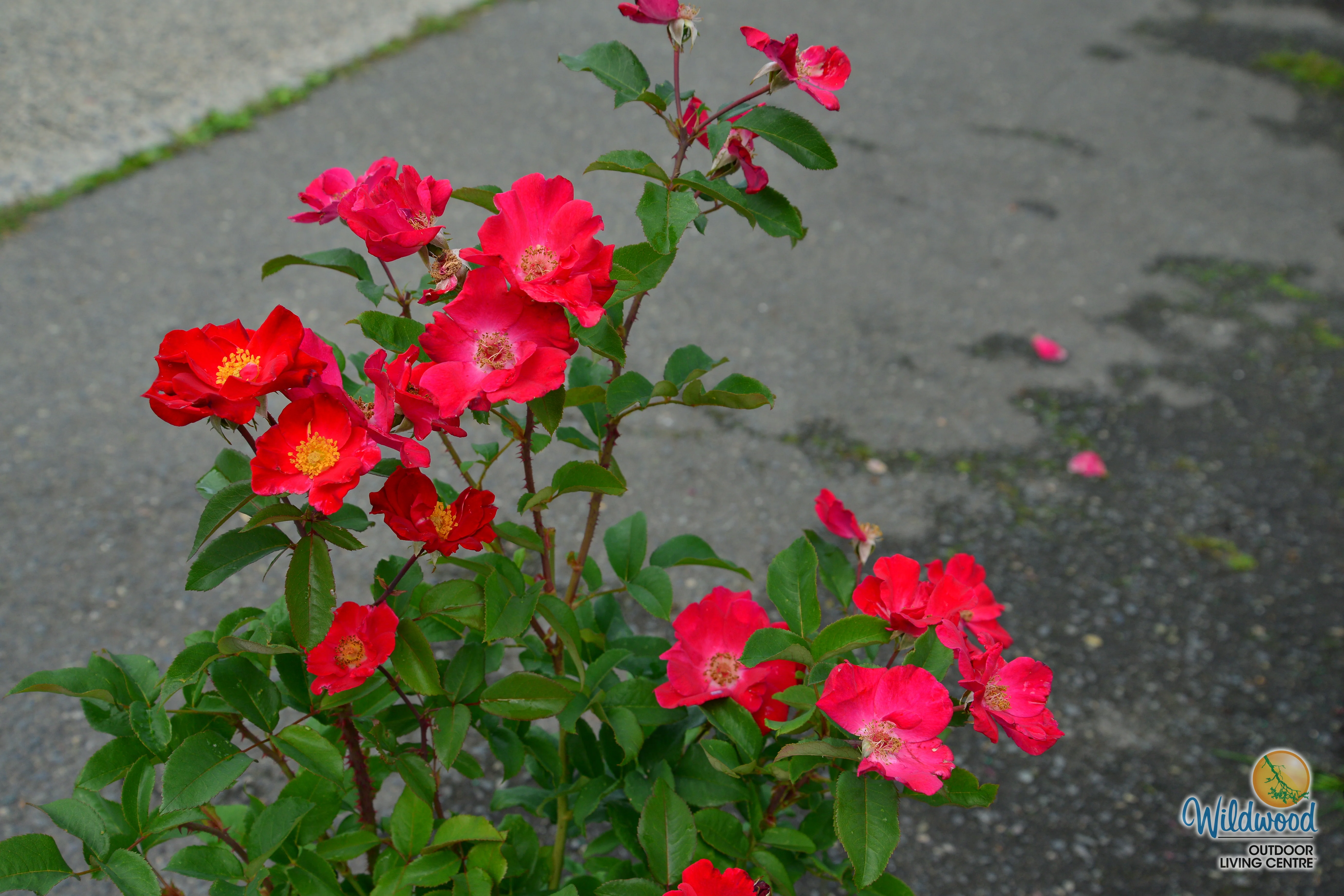 Top Gun - Weeks Rose - Image 13