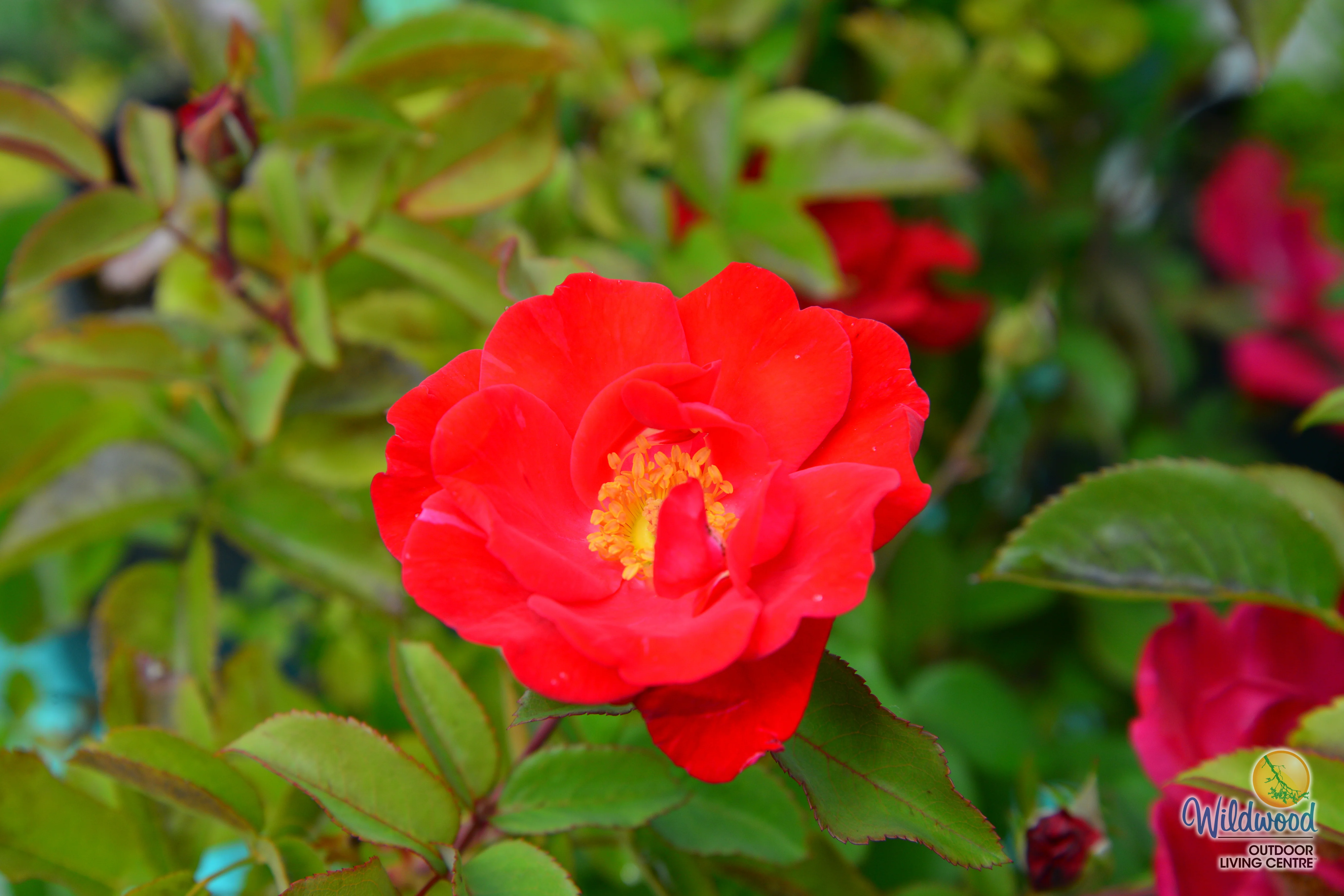 Top Gun - Weeks Rose - Image 14