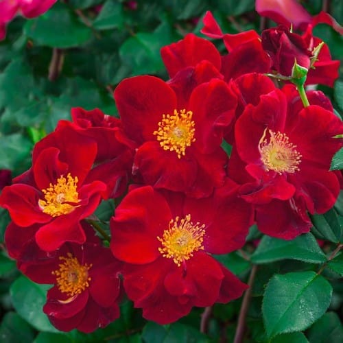 Top Gun - Weeks Rose - Image 2