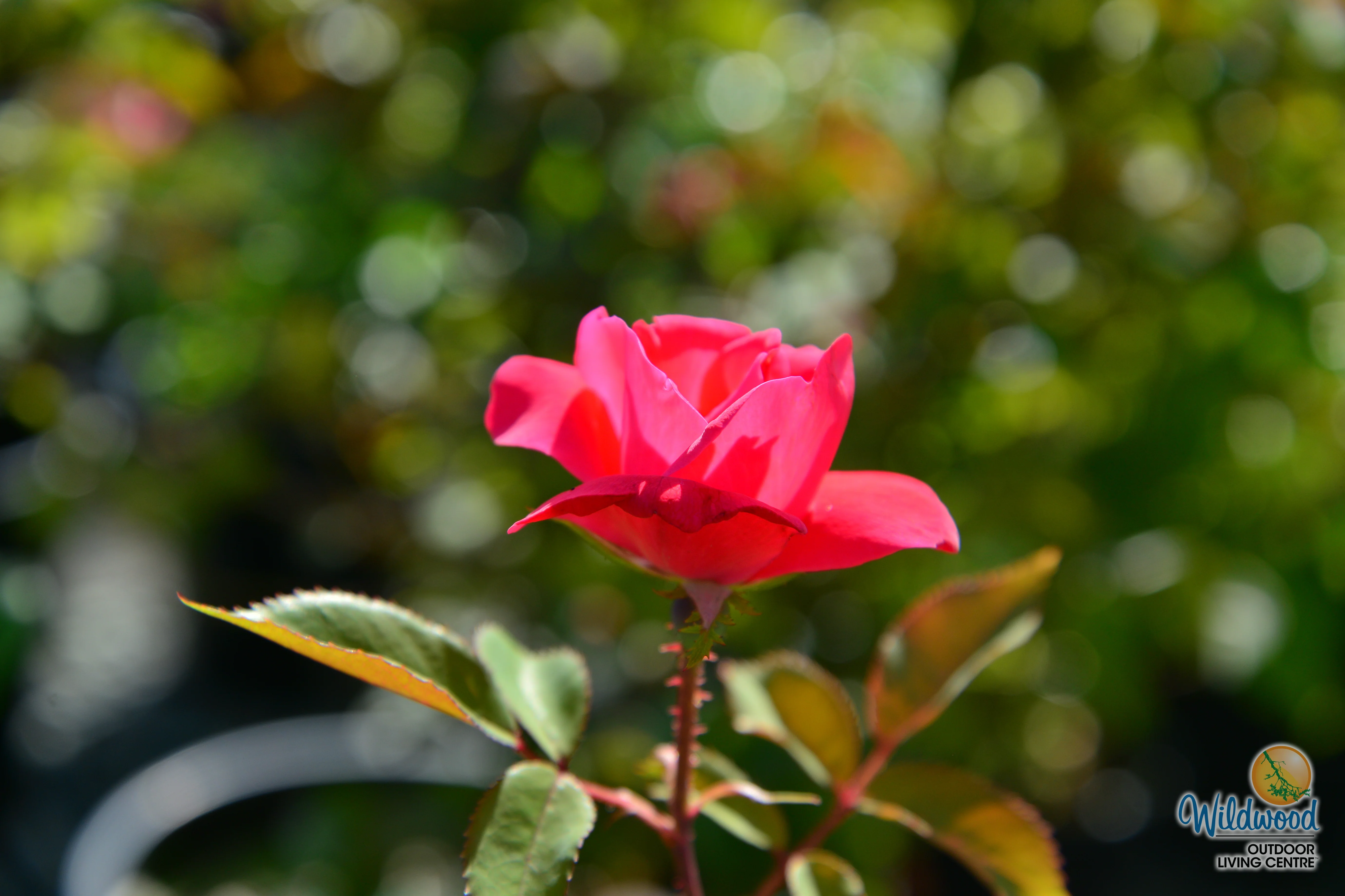 Top Gun - Weeks Rose - Image 3