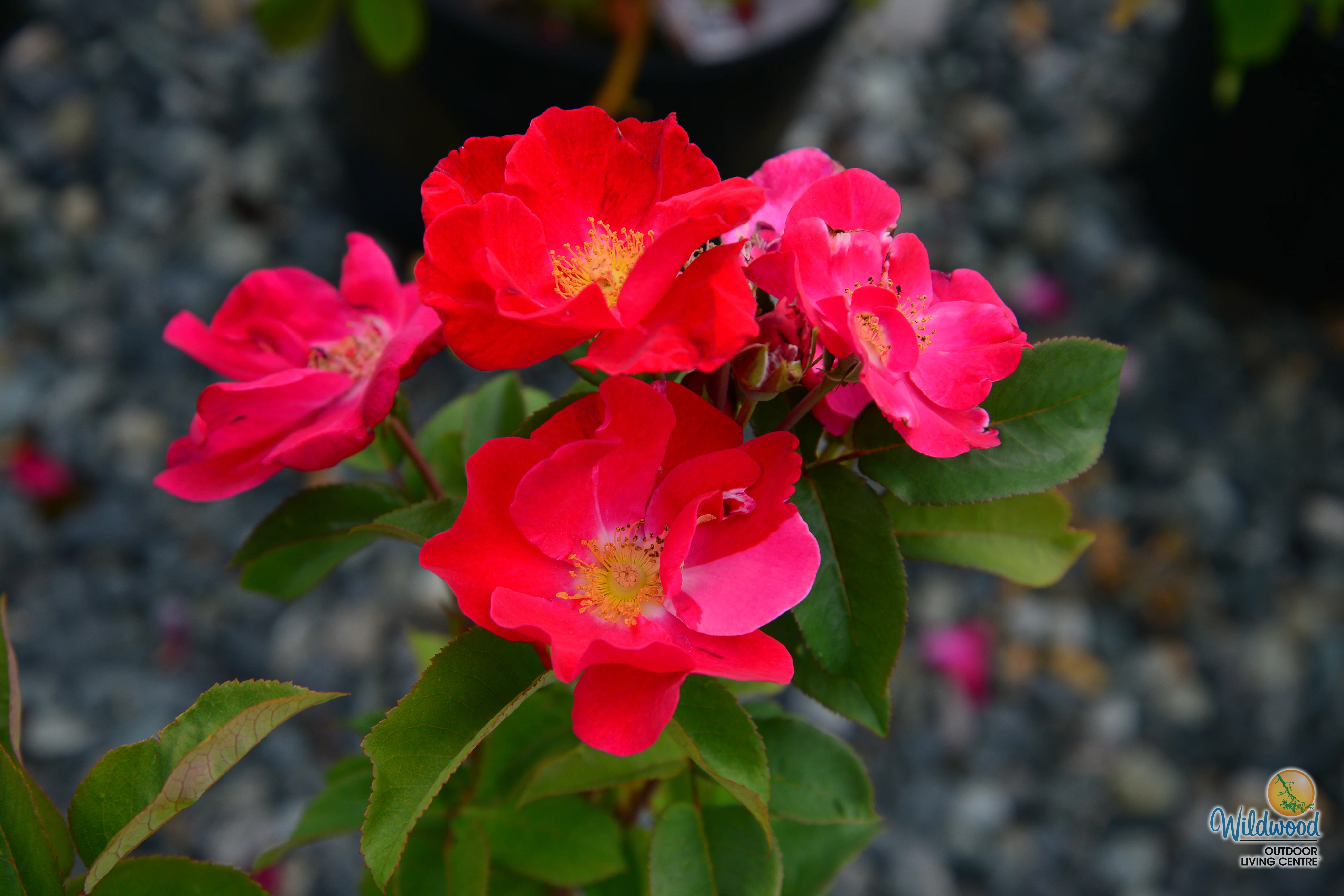 Top Gun - Weeks Rose - Image 4