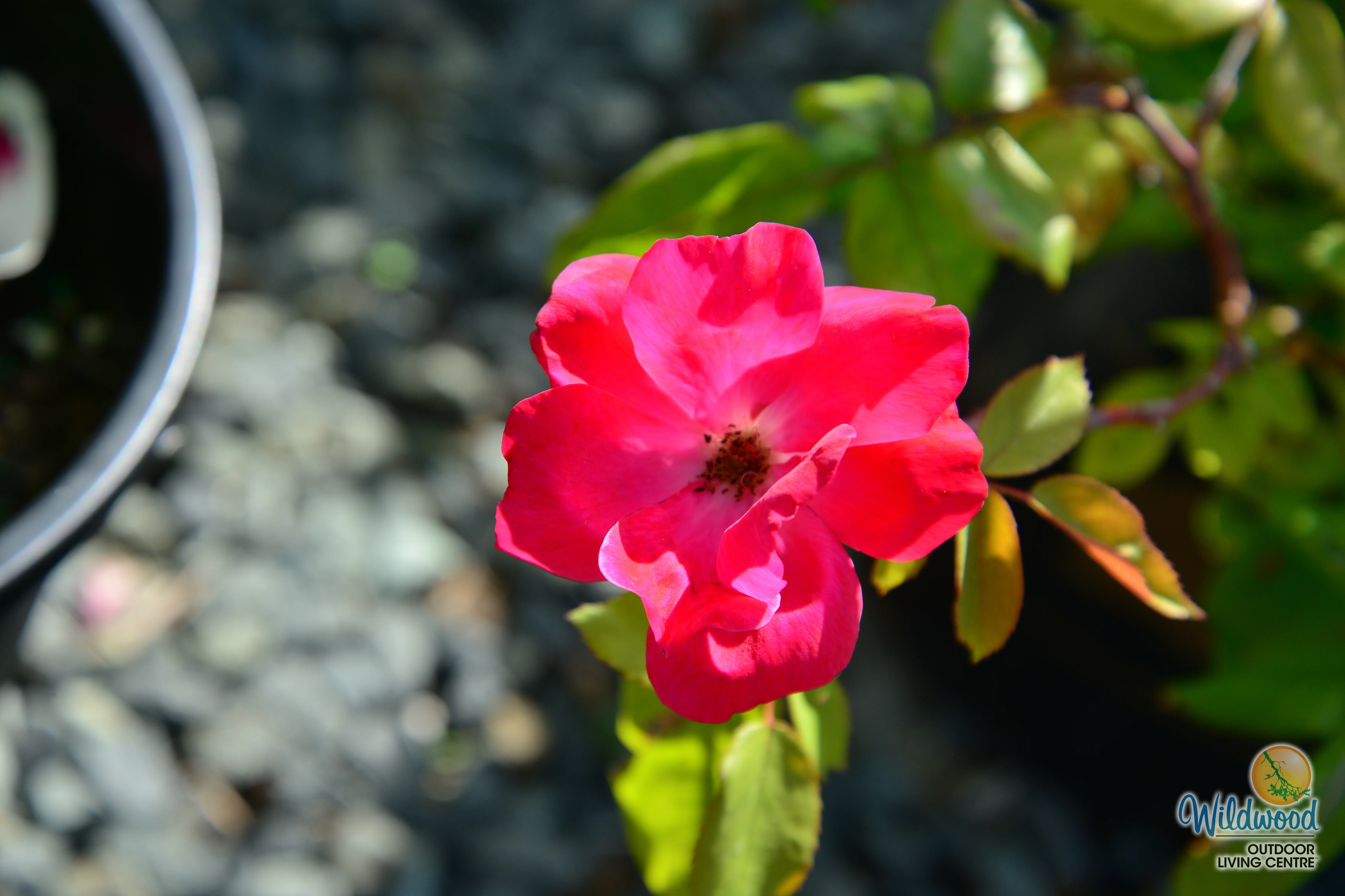 Top Gun - Weeks Rose - Image 5