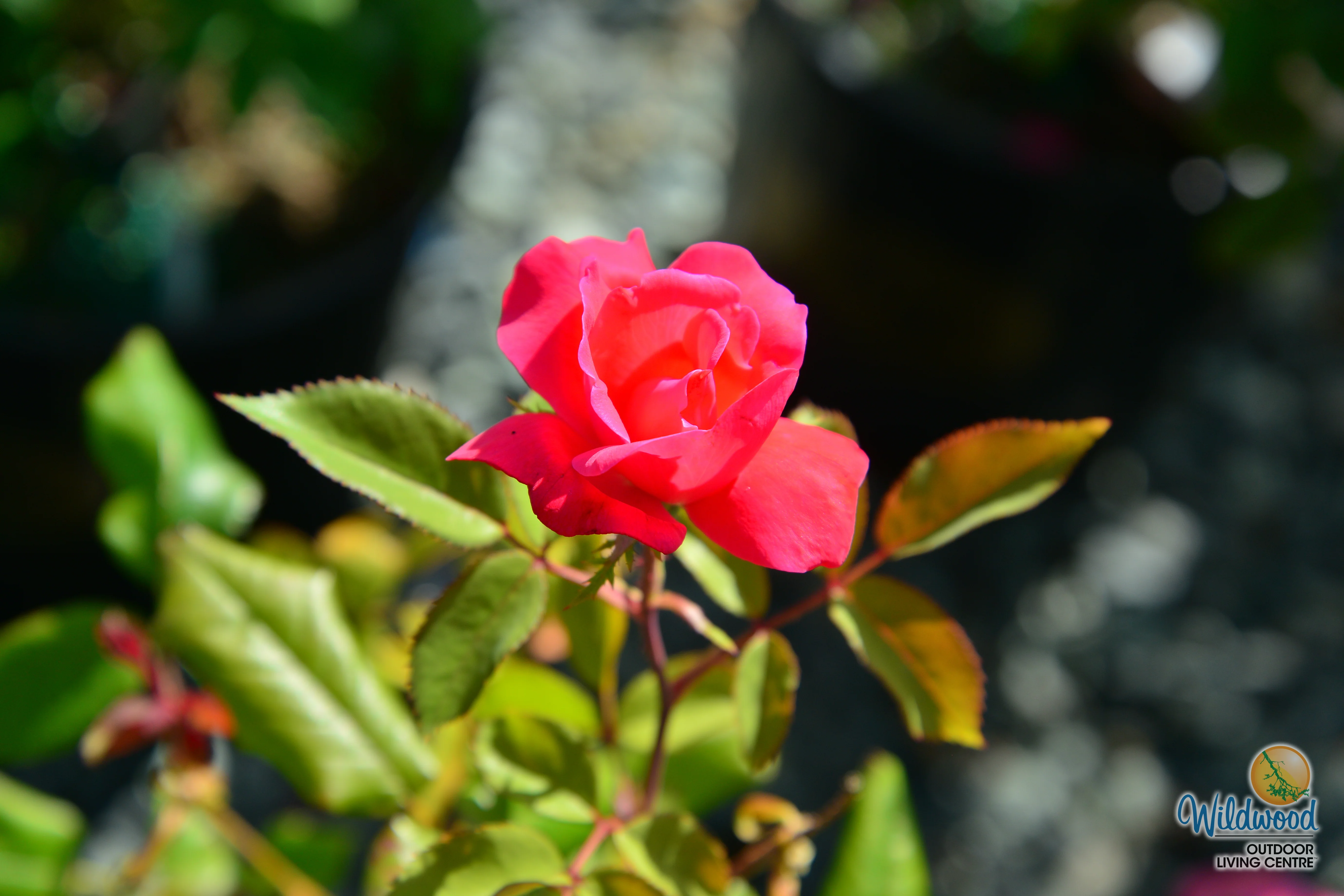 Top Gun - Weeks Rose - Image 6