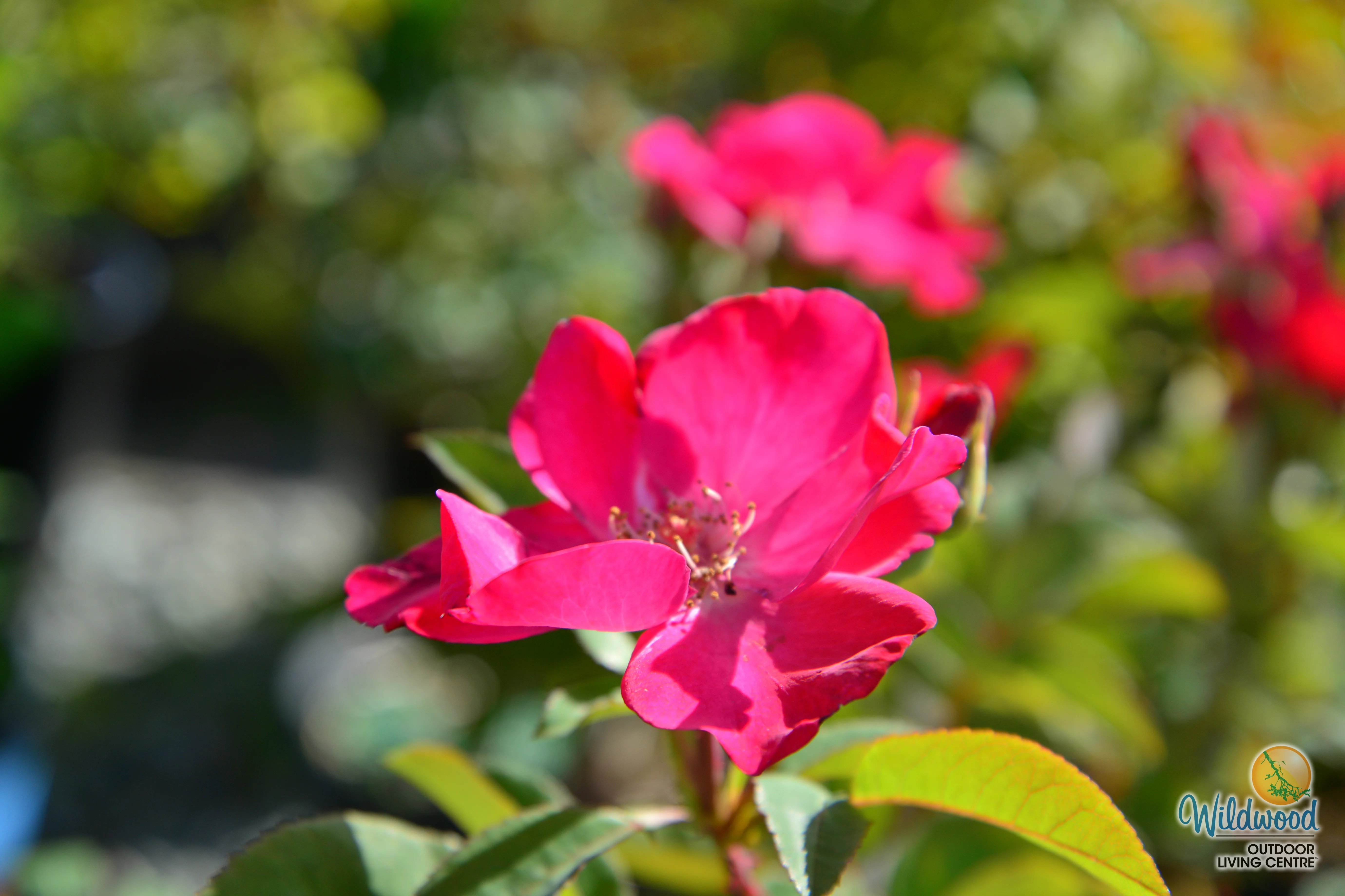 Top Gun - Weeks Rose - Image 7