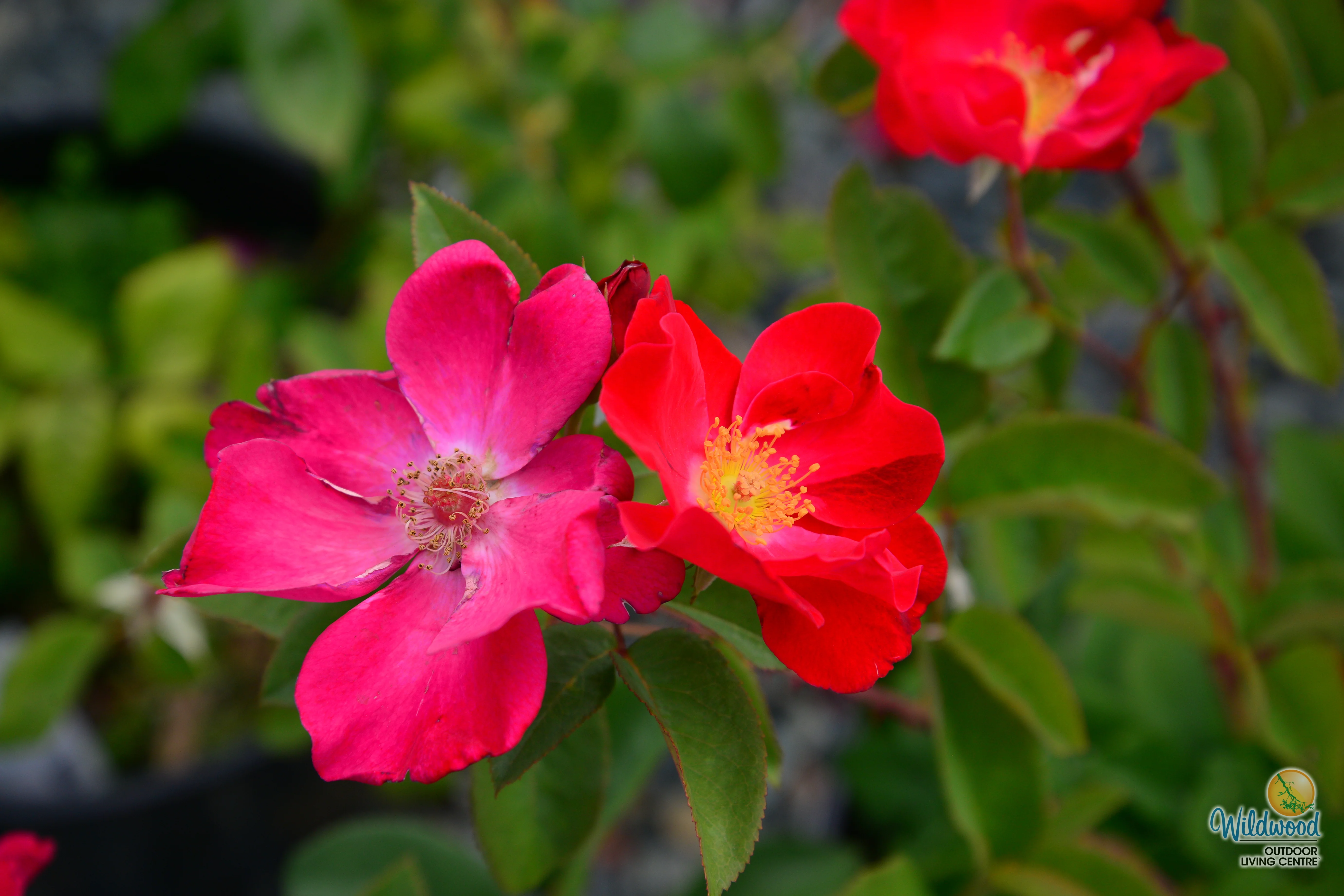 Top Gun - Weeks Rose - Image 8