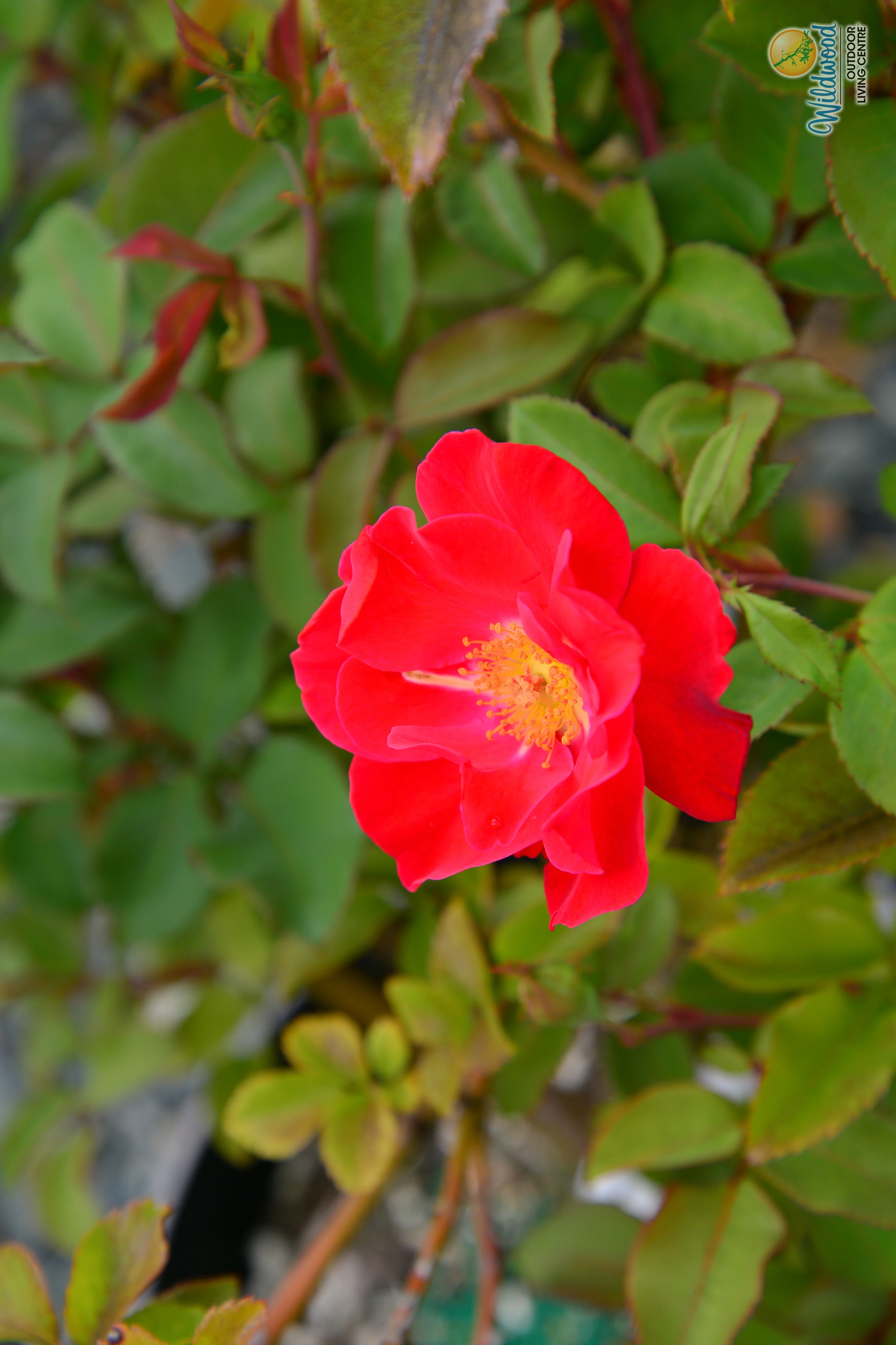 Top Gun - Weeks Rose - Image 9