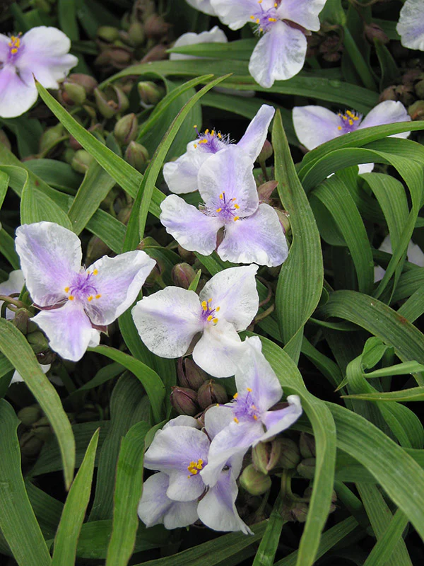 Tradescantia - Bilberry Ice, 1 Pack - Image 2