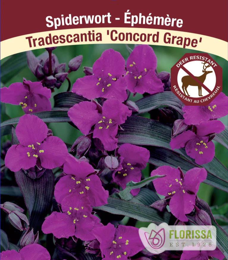 Tradescantia - Concord Grape, 1 Pack