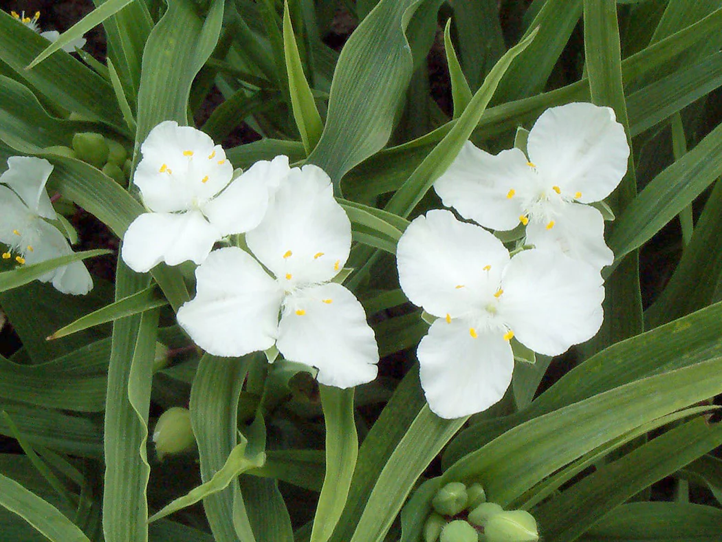 Tradescantia - Snowcap, 1 Pack - Image 2