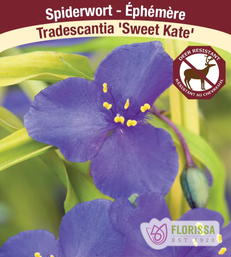 Tradescantia - Sweet Kate - Image 3
