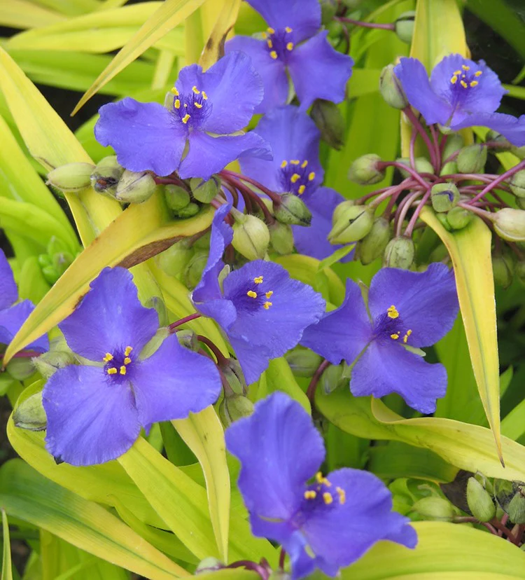 Tradescantia - Sweet Kate - Image 4